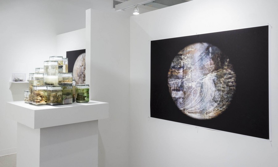 Installation view of a print mounted on a wall and several jars filled with liquid substances and different organic content.