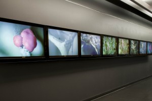 A view of several LCD screens mounted on a wall displays different images.