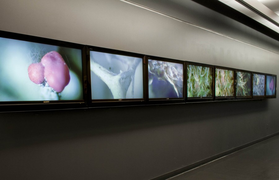 A view of several LCD screens mounted on a wall displays different images.
