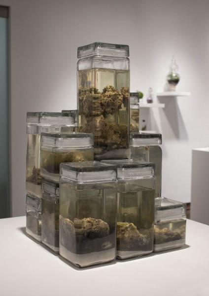 There is a view o of jars containing organic material preserved in liquid substances.