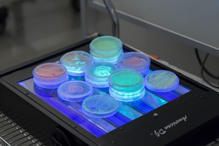 Close-up of stacked petri dishes containing fluorescent bacteria, glowing under the UV light