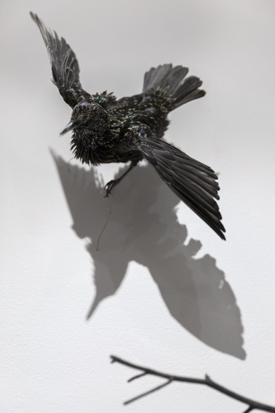 Close-up view of a blackbird hanging in the air with the wings and tail wide open
