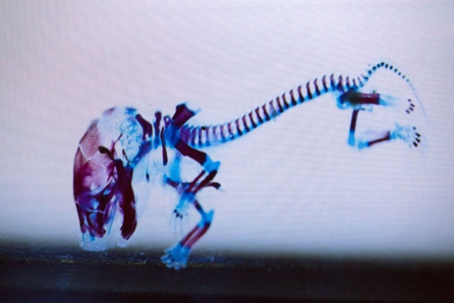 Image projection of an animal skeleton.