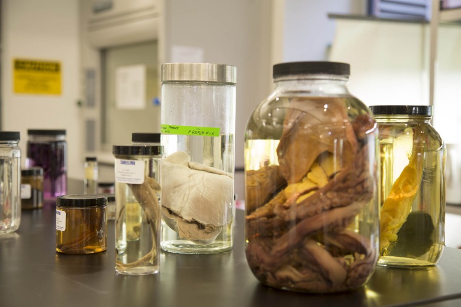 Several jars contain organic tissues preserved in liquid.