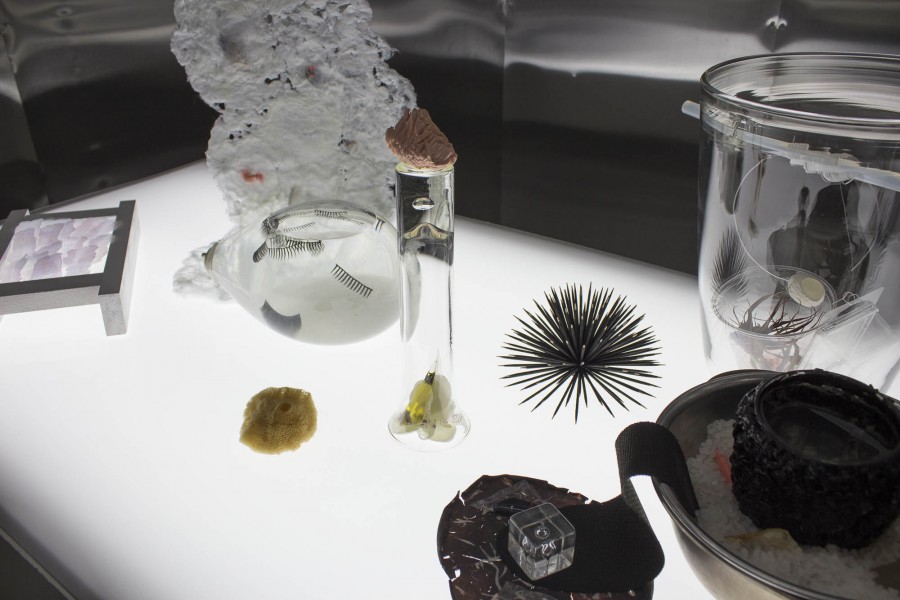 Light table with several objects including a sea urchin and a sponge, curved glass containers and organic materials.