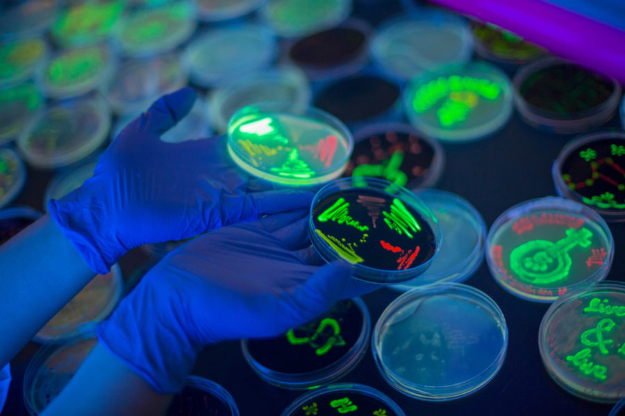 Two petri dish streak plates of genetically modified fluorescent bacteria