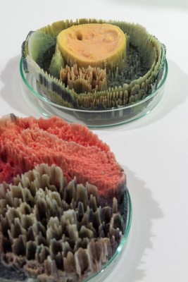 A close up view showing color 3D prints by BFA Fine Arts chair Suzanne Anker. Each print was derived from a photograph of microorganisms growing in a petri dish. 