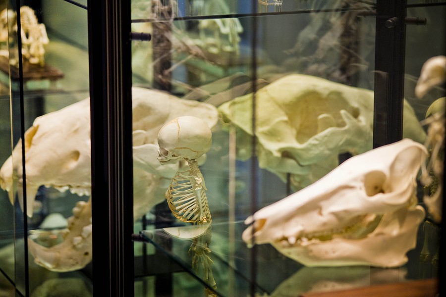Close up photograph of skeletons in a glass display case