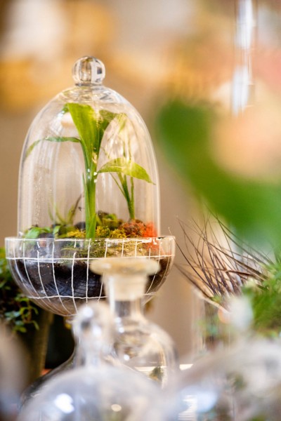 A green plant contained in a glass dome.