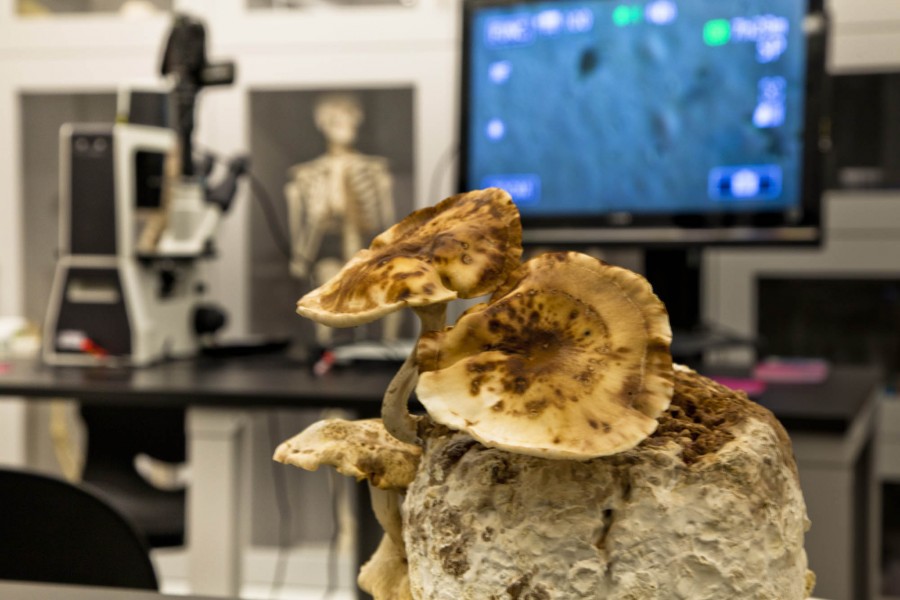 Mushrooms close-up grown on a white rock at Bio Lab. SVA BFA Fine Arts.