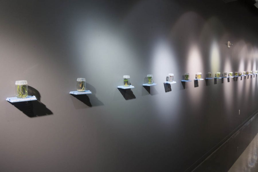 Installation view of eighteen jar containers with organic green plants in them and closed with lids installed each in a separate shelf with a spotlight pointed at each jar