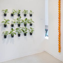 Fifteen small black flower pots with green plants in soil with big leaves are installed on the left side wall, and on the right side wall is a vertical structure made of twenty-four orange balls
