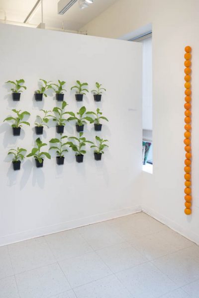 Fifteen small black flower pots with green plants in soil with big leaves are installed on the left side wall, and on the right side wall is a vertical structure made of twenty-four orange balls