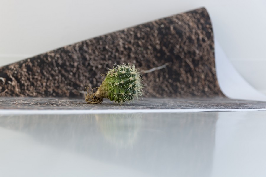A small cactus on a textured wrap material.
