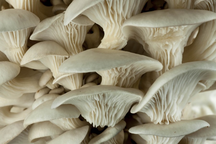 A detailed view of white mushrooms and the underside of the cup of the mushroom.