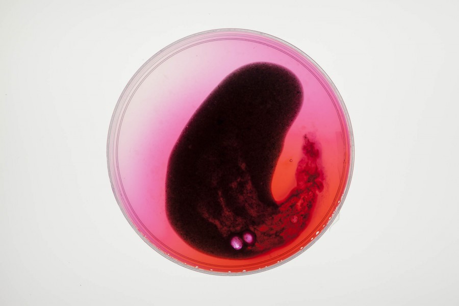 Close-up view of Bacteria Painting with a red background