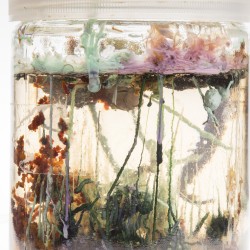 A jar closed with a transparent liquid lid and some organic structures grown inside the liquid in green, pink, and other colors.