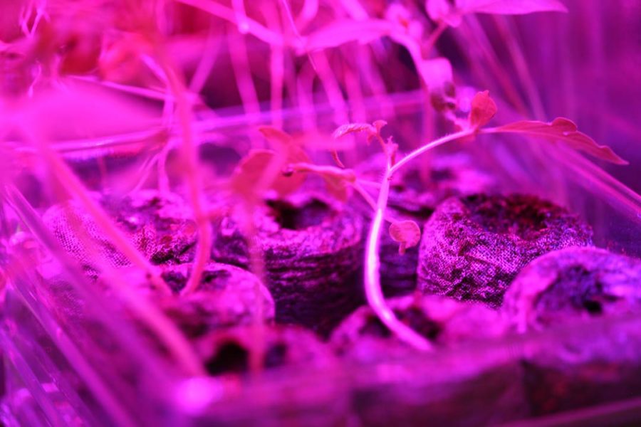 A detail photograph of Astroculture by Suzanne Anker. The image contains young tomato plants growing out of starter seed pods that are contained inside of plastic containers and illuminated by red and blue LED grow lights.