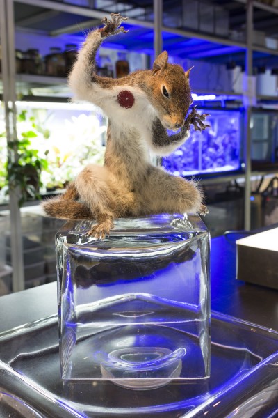 Stuffed squirrel on a glass cube.