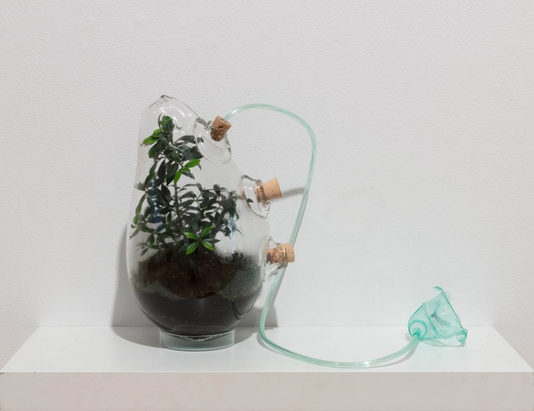 Close view of a plant inserted in a glass container. The container has an oxygen mask with a hose attached to the glass recipient. Made by Vincent Chen