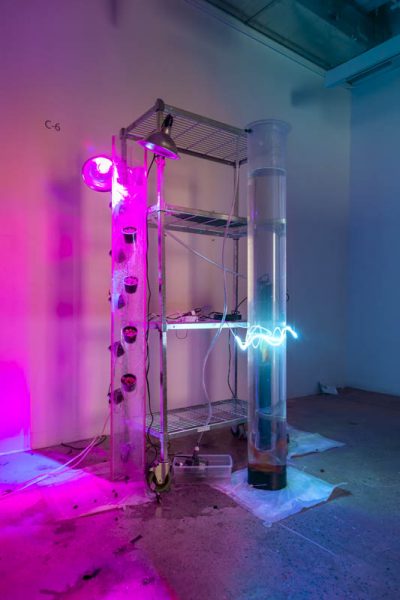 Installation view of a bio sculpture containing a tall tube filled with eater and goldfishes, a neon wrapped around it with white light, a metal shelf with a tall structure holding plants illuminated with a UV light