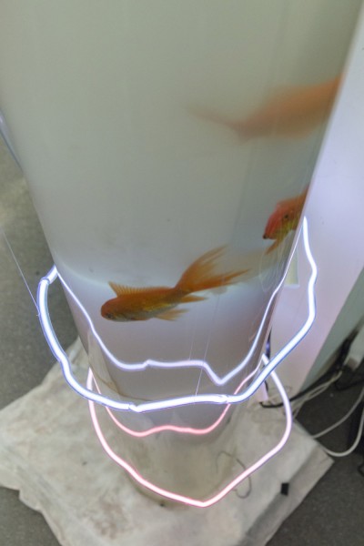 Close-up view of a tall rounded tube recipient with an almost opaque white liquid, three small fishes swimming inside, and two neon lights surrounding the tube from its bottom to the middle of it