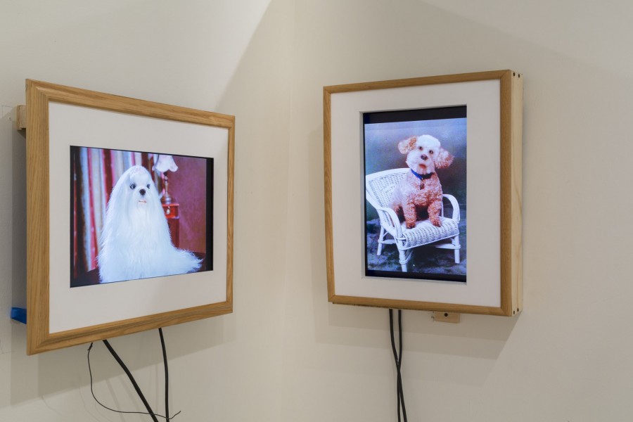 Two screens in a wooden frame on the wall with images of dogs.