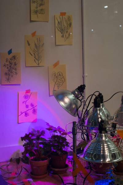 Drawings on yellow paper stuck on the wall, small plants and UV light over the plants on the desk