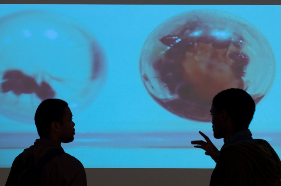 Two students looking at a bio-art video projection showing ants on bubles. Blue background with silhouette faces in front.