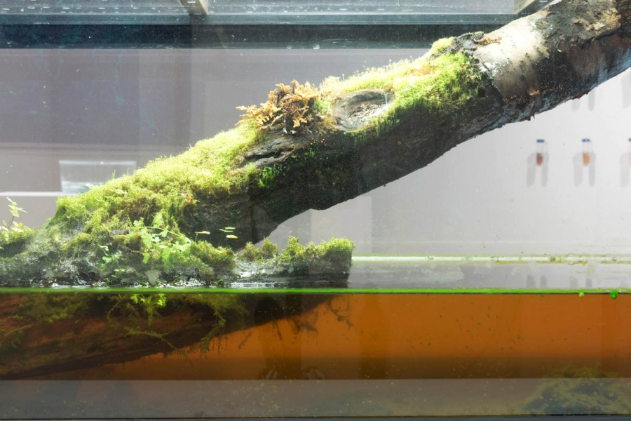 Detailed view of moss-grown on the piece of wood from the aquarium. Art by Wenye Fang
