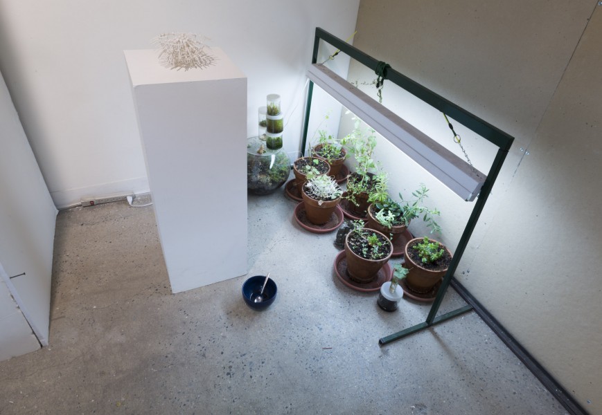 Installation view of green plants and an artificial light above them.