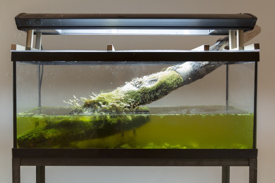 A close view of an aquarium with a wood piece half in water. The wood has moss and other green micro-plants grown on the dry part of the wood. Made by Wenye Fang