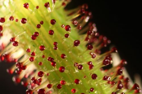 Botanica: Imaging the Green Planet