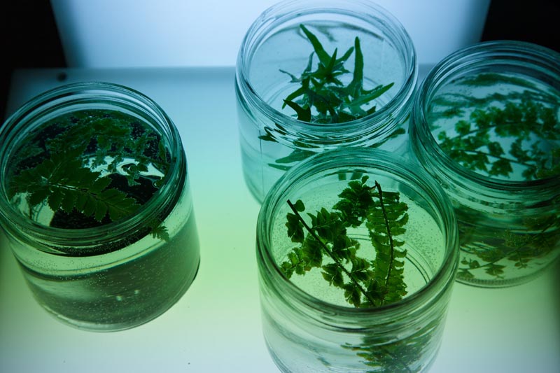 Four lab containers with green organic materials in them.
