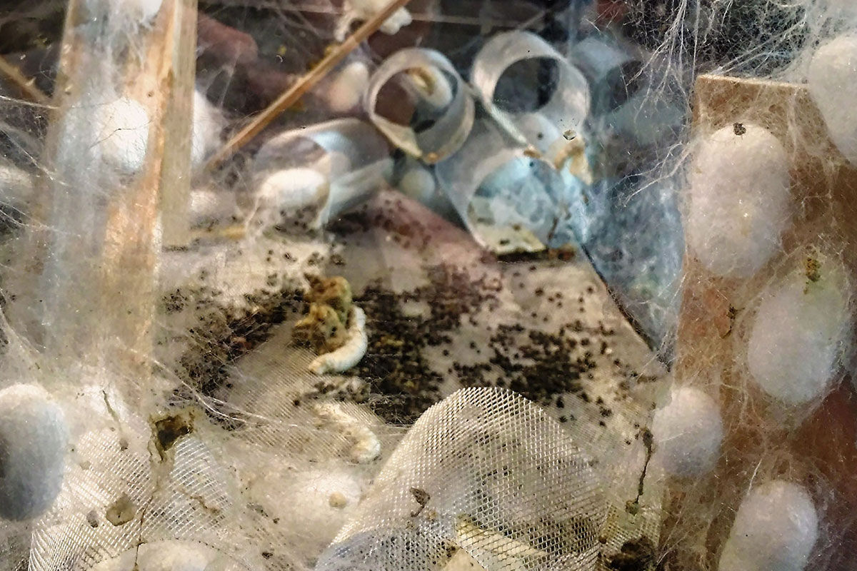 Larvae with lots of brown pellets around it, and white fuzzy cacoons in the foreground