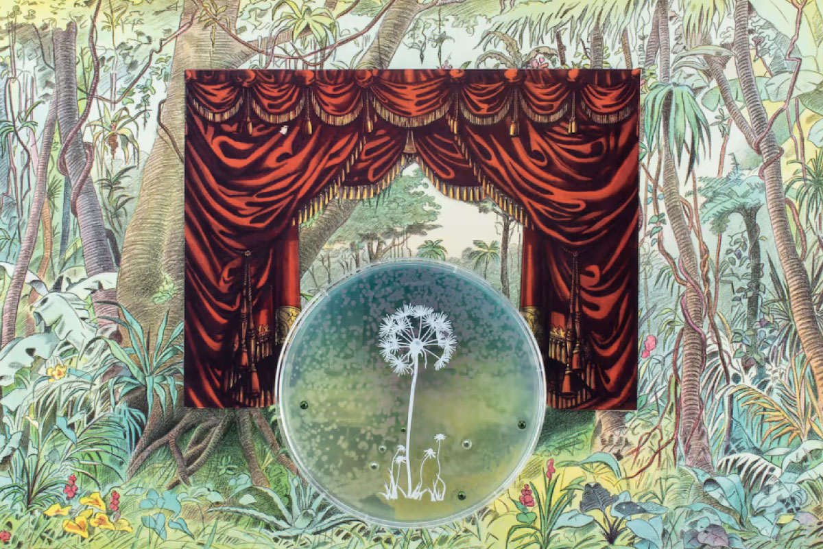 A detail shot of an artwork by Jennifer Willet. A petri dish with a dandelion in it, against an illustration of theatrical curtains.