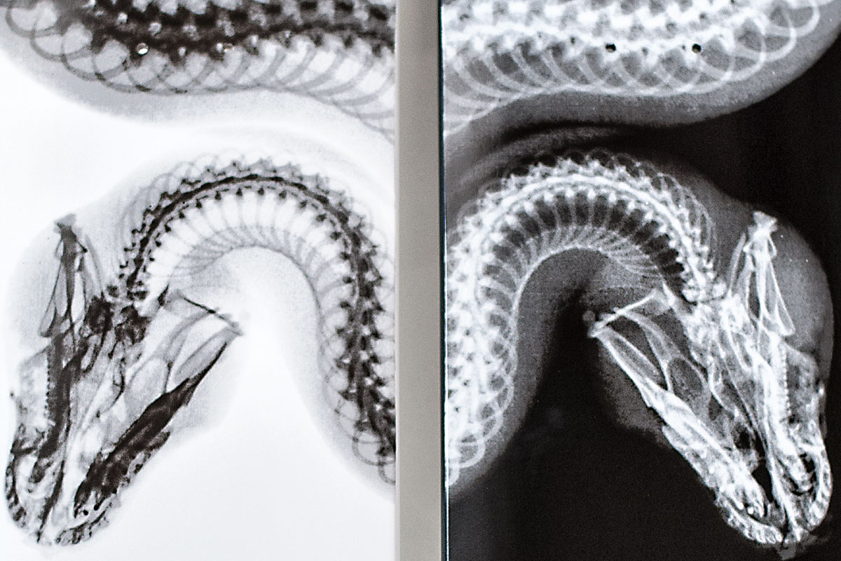 A detail image of an artwork by Steve Miller. The artwork shows the back of two skateboards that show an x-ray of a snake. The skateboard on the left has a white background. The skate board on the right has a black background.